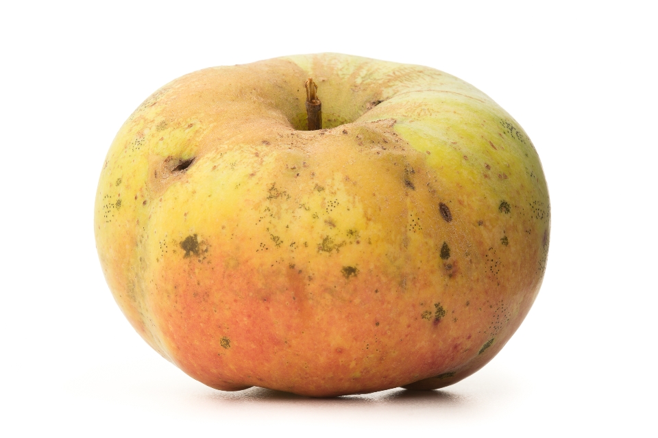 Calville Blanc d'Hiver Apple