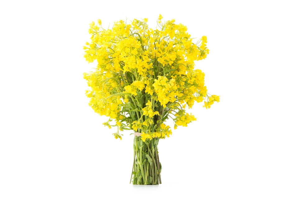 Broccoli Rabe Flowers