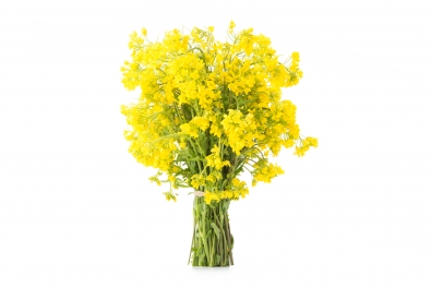 Broccoli Rabe Flowers