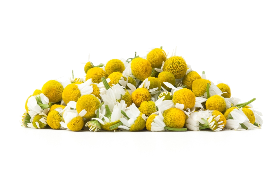 German Chamomile Flowers