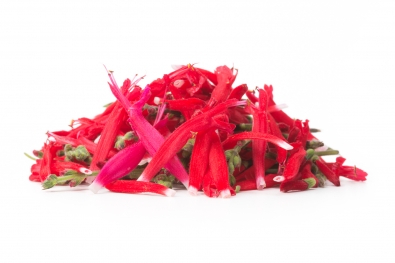 Pineapple Sage / Tangerine Sage