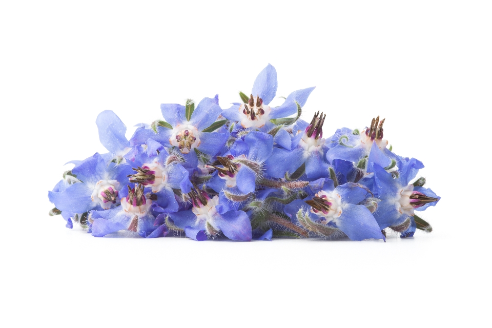 Borage Flowers
