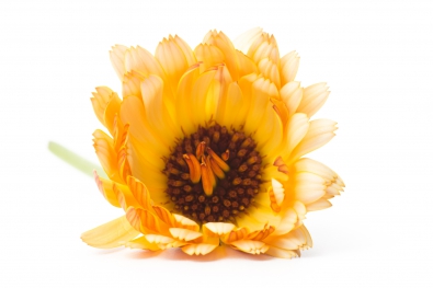 Edible Flowers