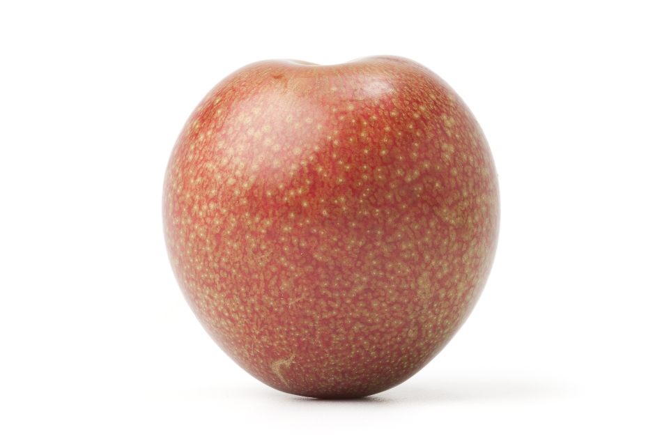 Elephant Heart Plum