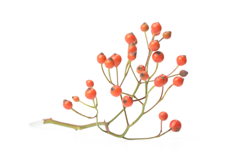Rosehip