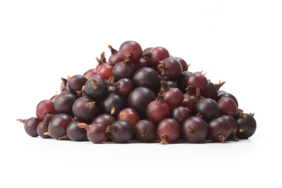 Small Dark Gooseberries