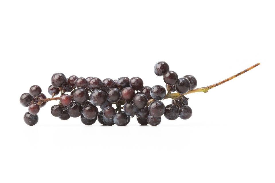 Wild Grapes
