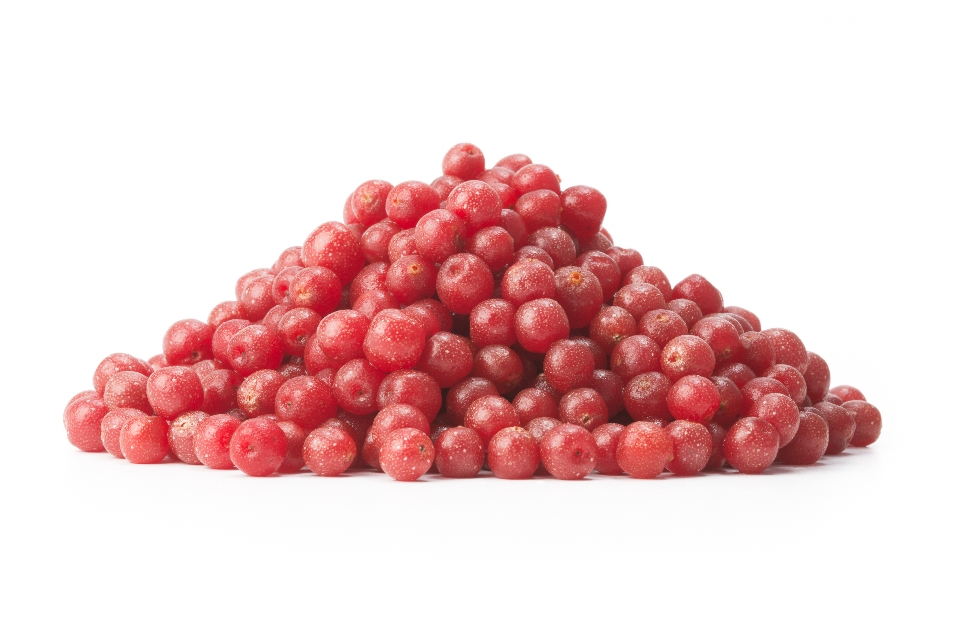 Autumn Olives / Frostberries / Japanese Silverberries