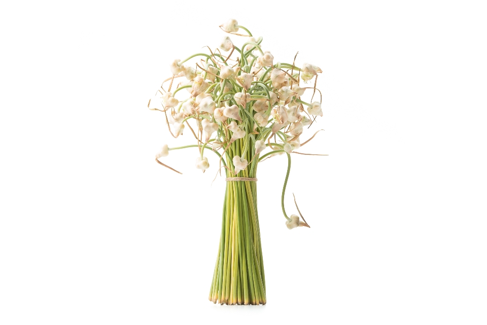Flowering Garlic Scapes