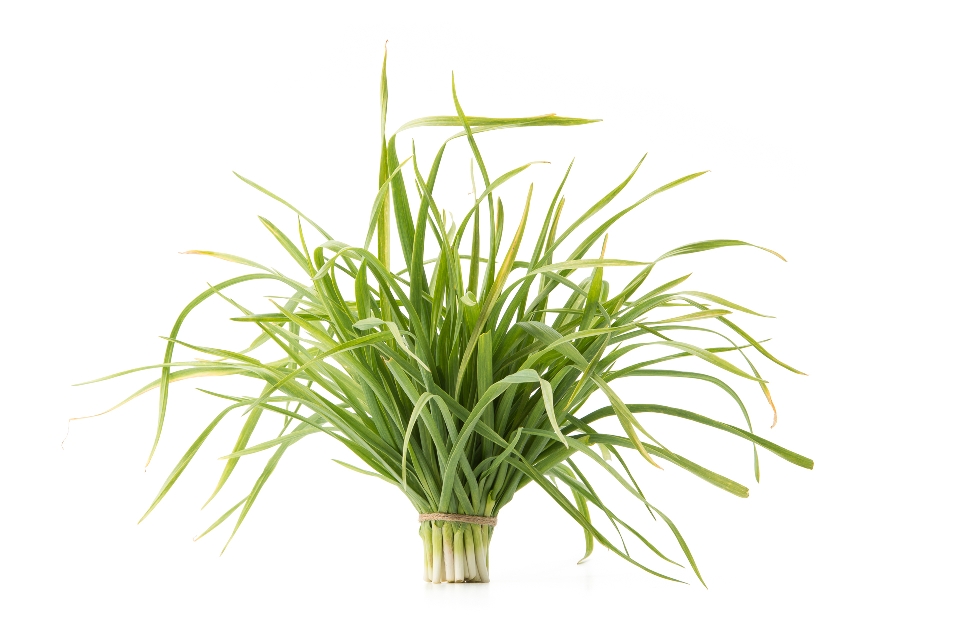 Baby Leeks