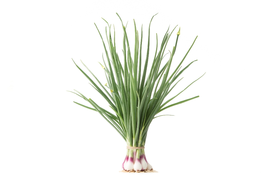 Young Red Onions