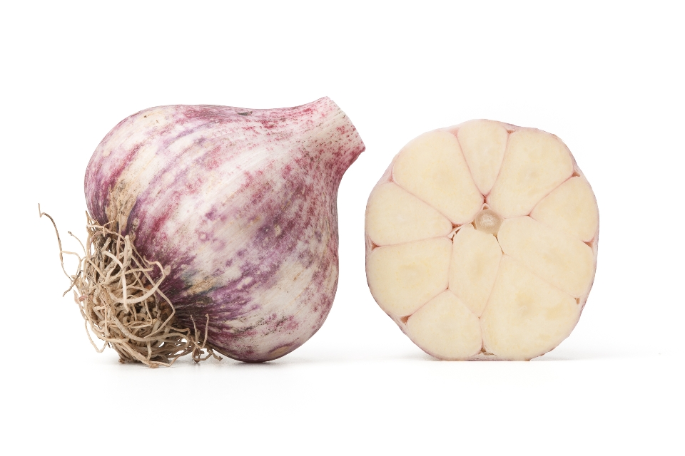 White Egypt Garlic