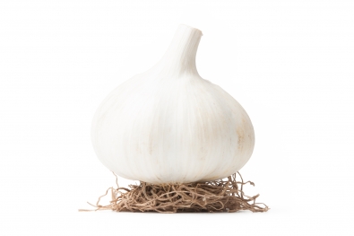German White Garlic
