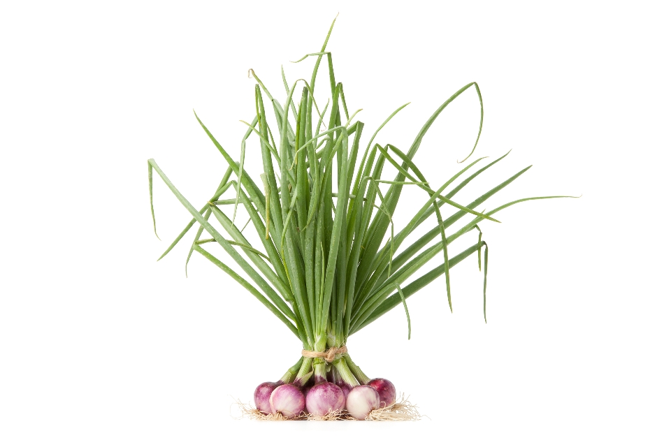 Purplette Cipollini Onions