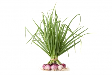 Purplette Cipollini Onions