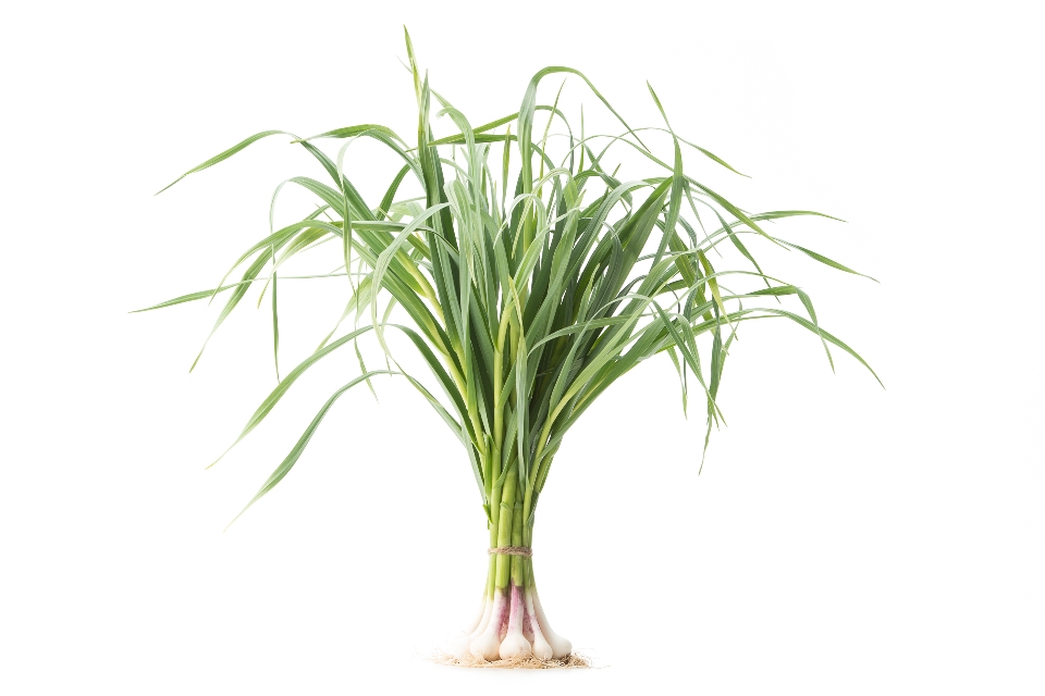 Green Garlic