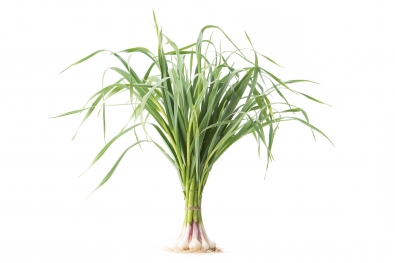 Green Garlic