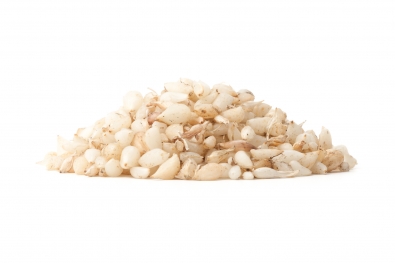 Garlic Seeds