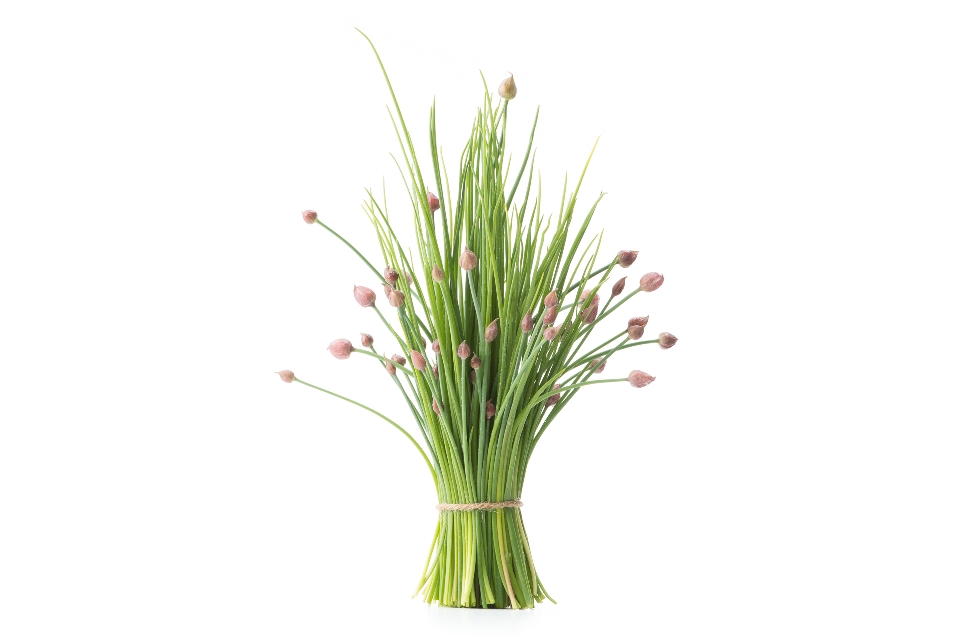 Chives