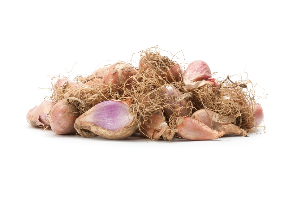 Shallots