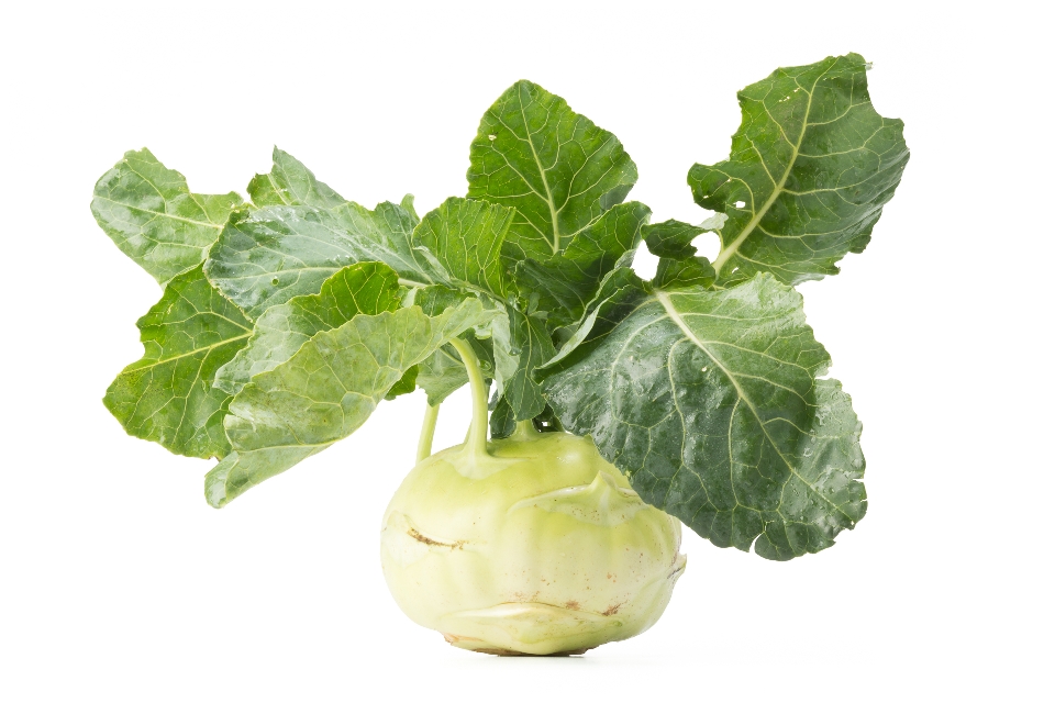 Giant Kohlrabi