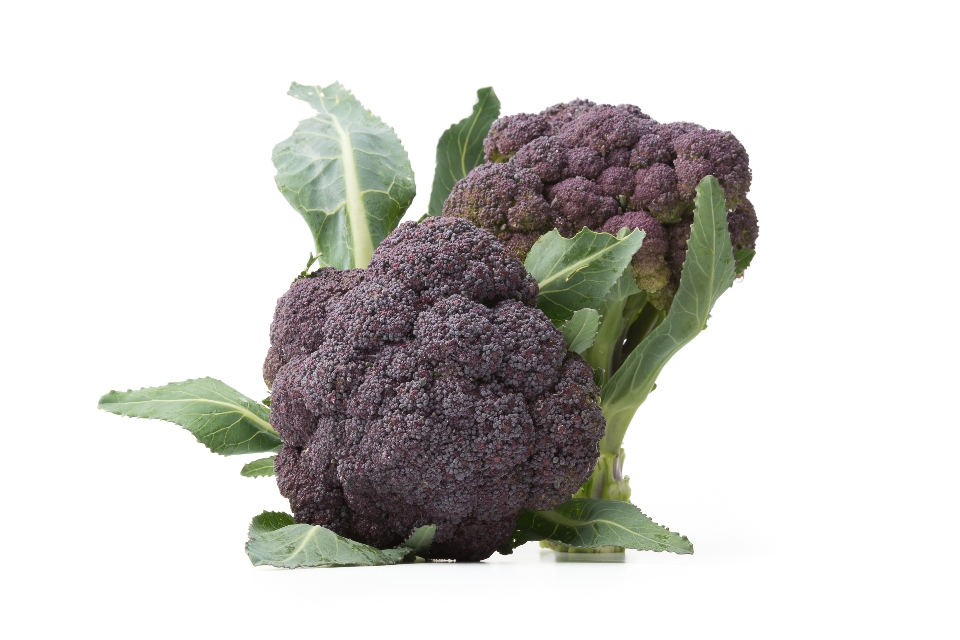 Purple Broccoli