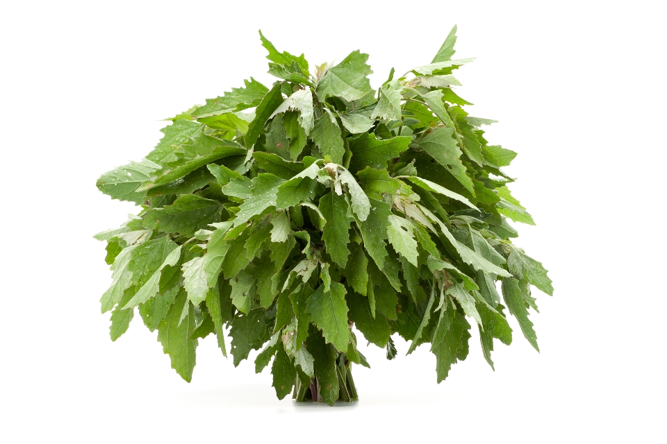 Lamb's Quarters / Wild Spinach