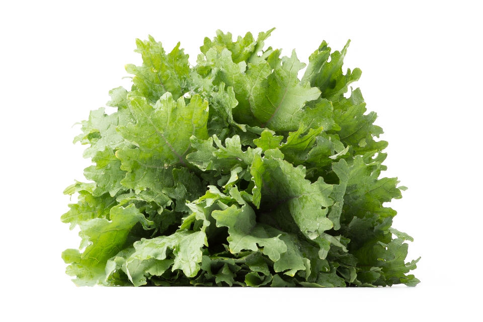 Red Russian Kale &#40;in Summer&#41;