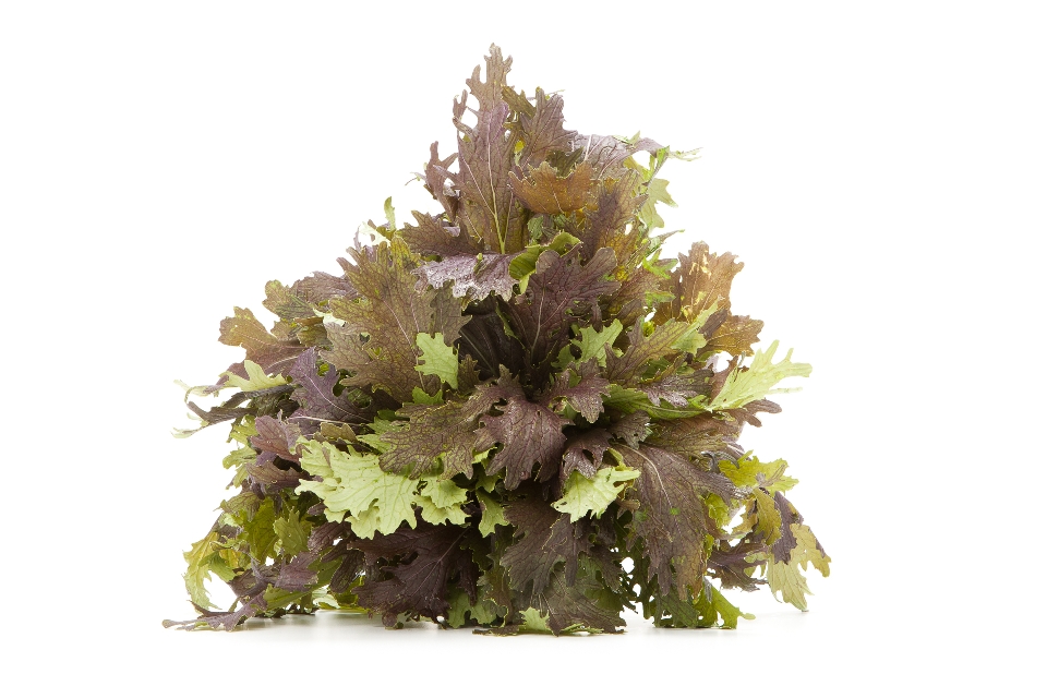Red Mustard Greens