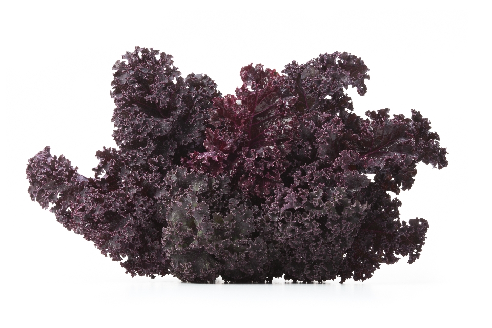 Redbor Kale