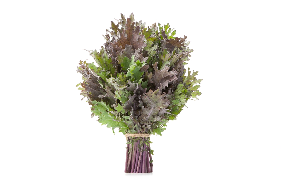 Red Russian Kale &#40;in Winter&#41;