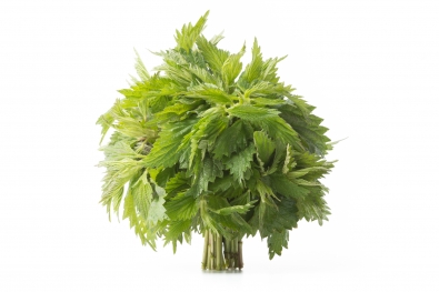 Stinging Nettles