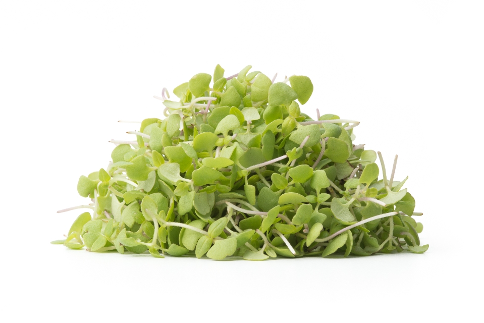 Micro Lemon Basil