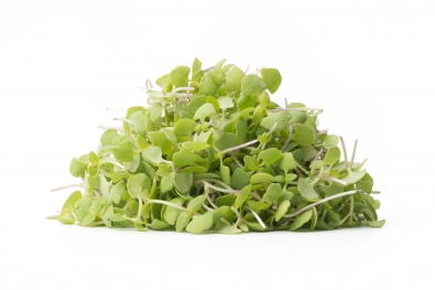 Micro Lemon Basil