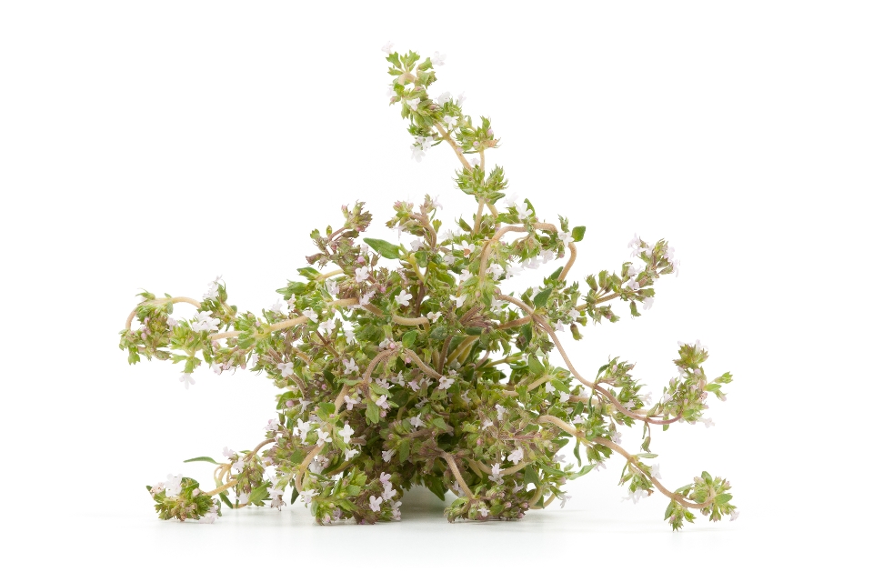 Flowering Thyme