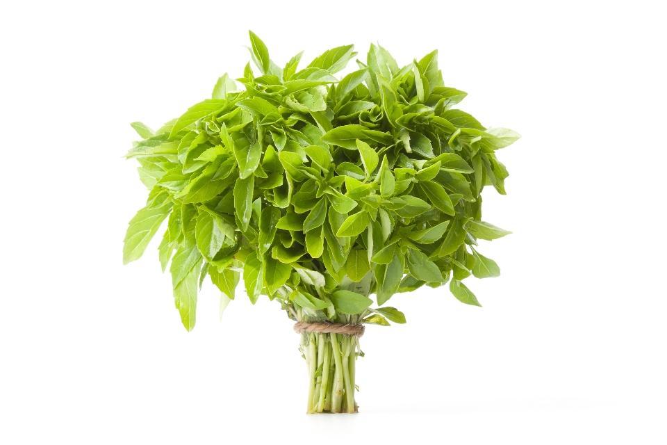 Bush Basil