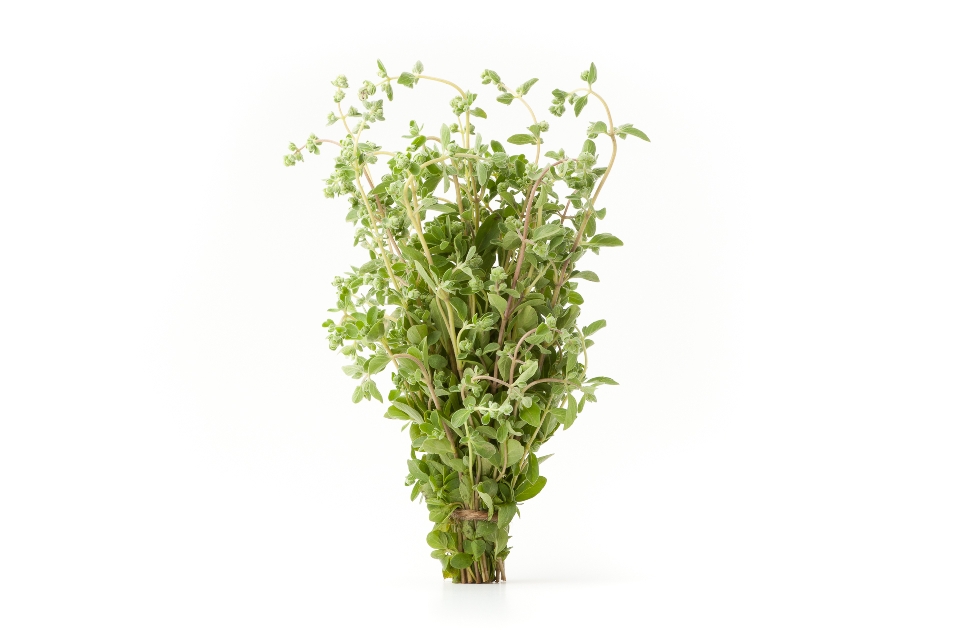 Marjoram