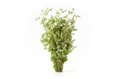 Marjoram