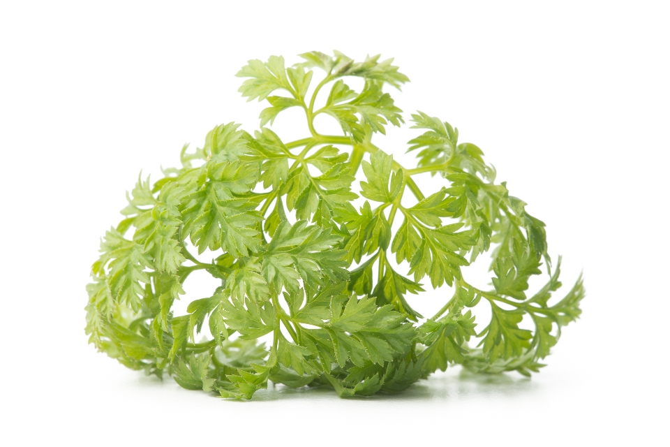 Chervil