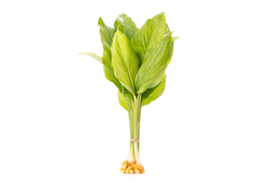 Turmeric with Leaves