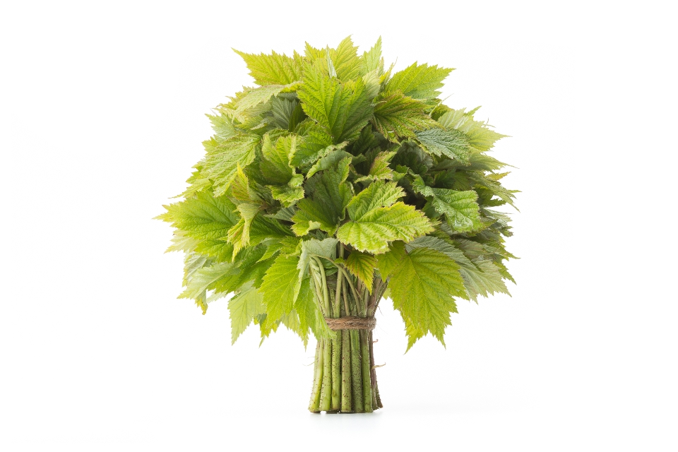 Raspberry Leaves Tea