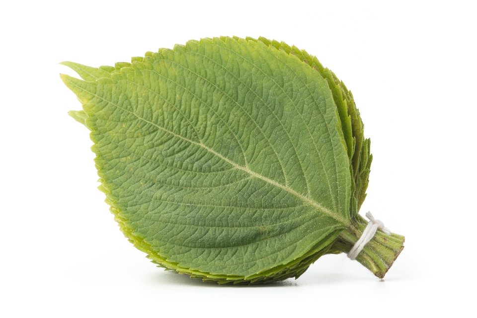 Korean Perilla Leaves