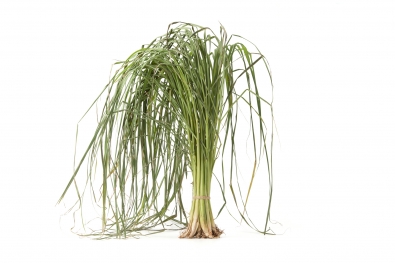 Lemon Grass