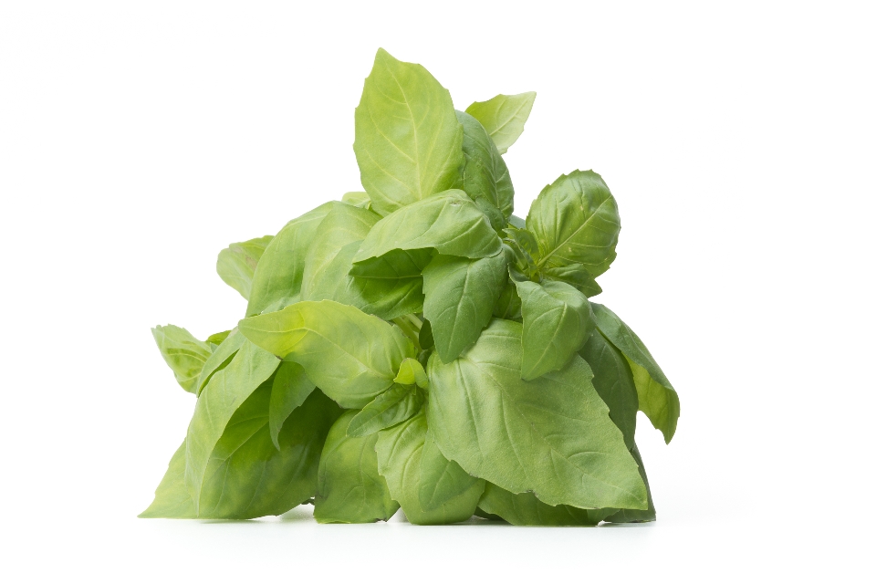 Genovese Basil