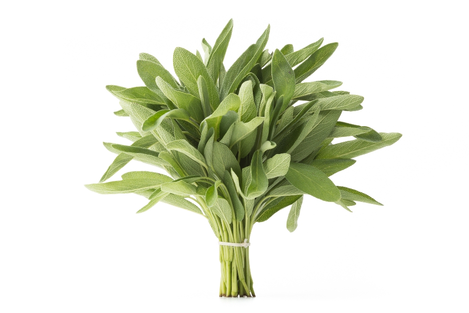 Sage