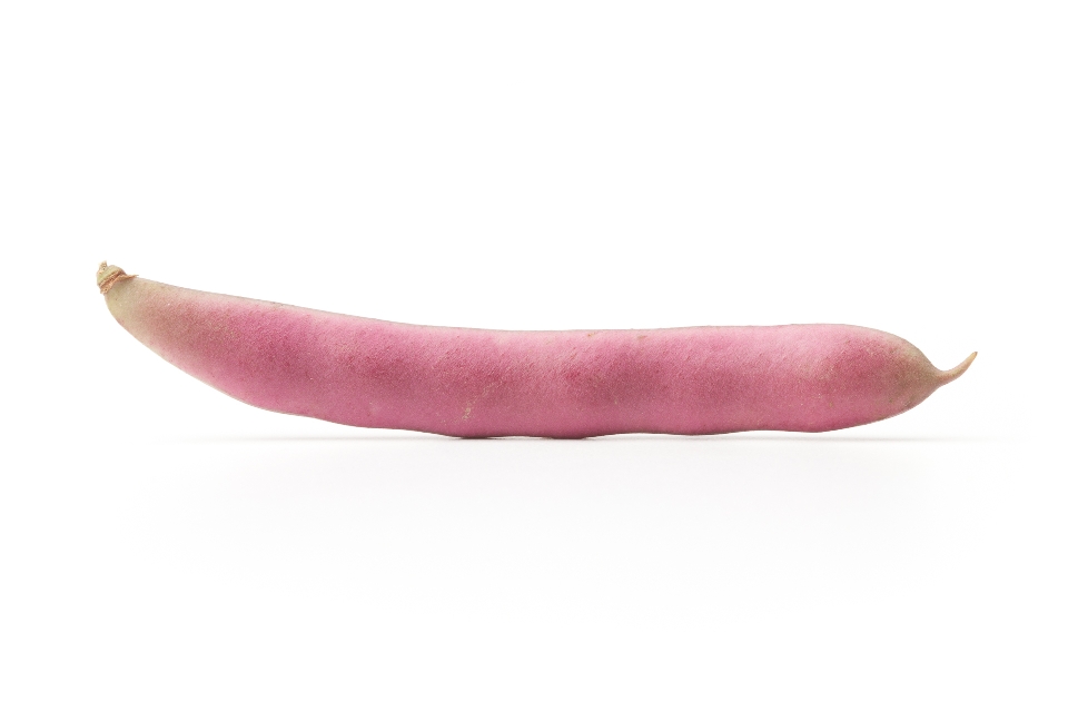 Red Swan Beans