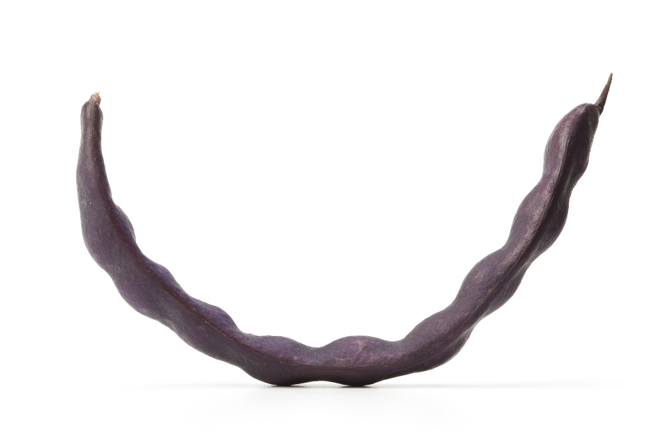 Purple Pod Beans
