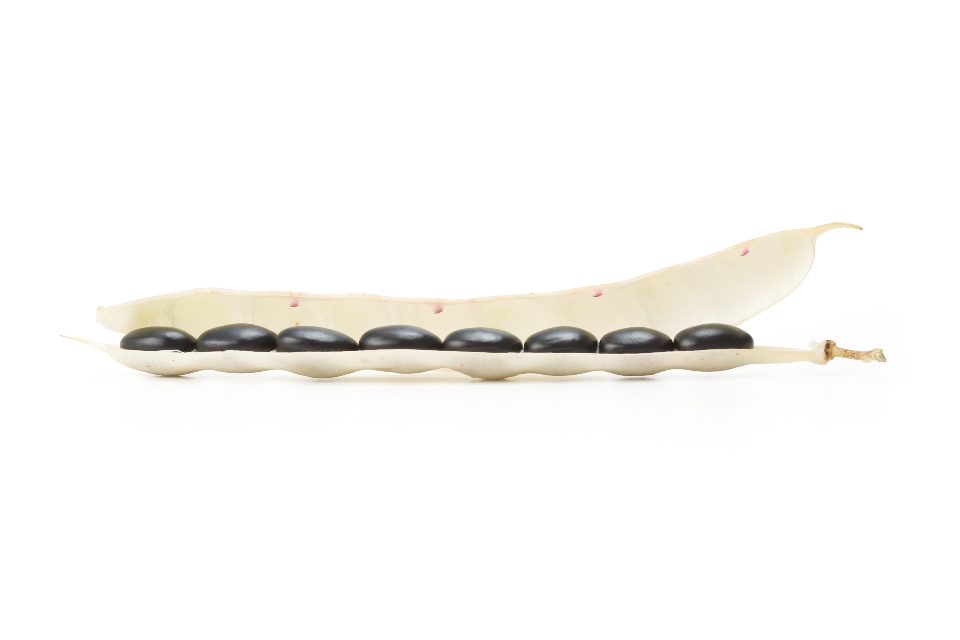 Black Turtle Beans / Black Beans