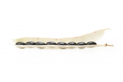 Black Turtle Beans / Black Beans