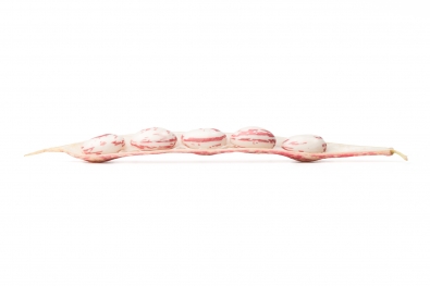 Cranberry Beans